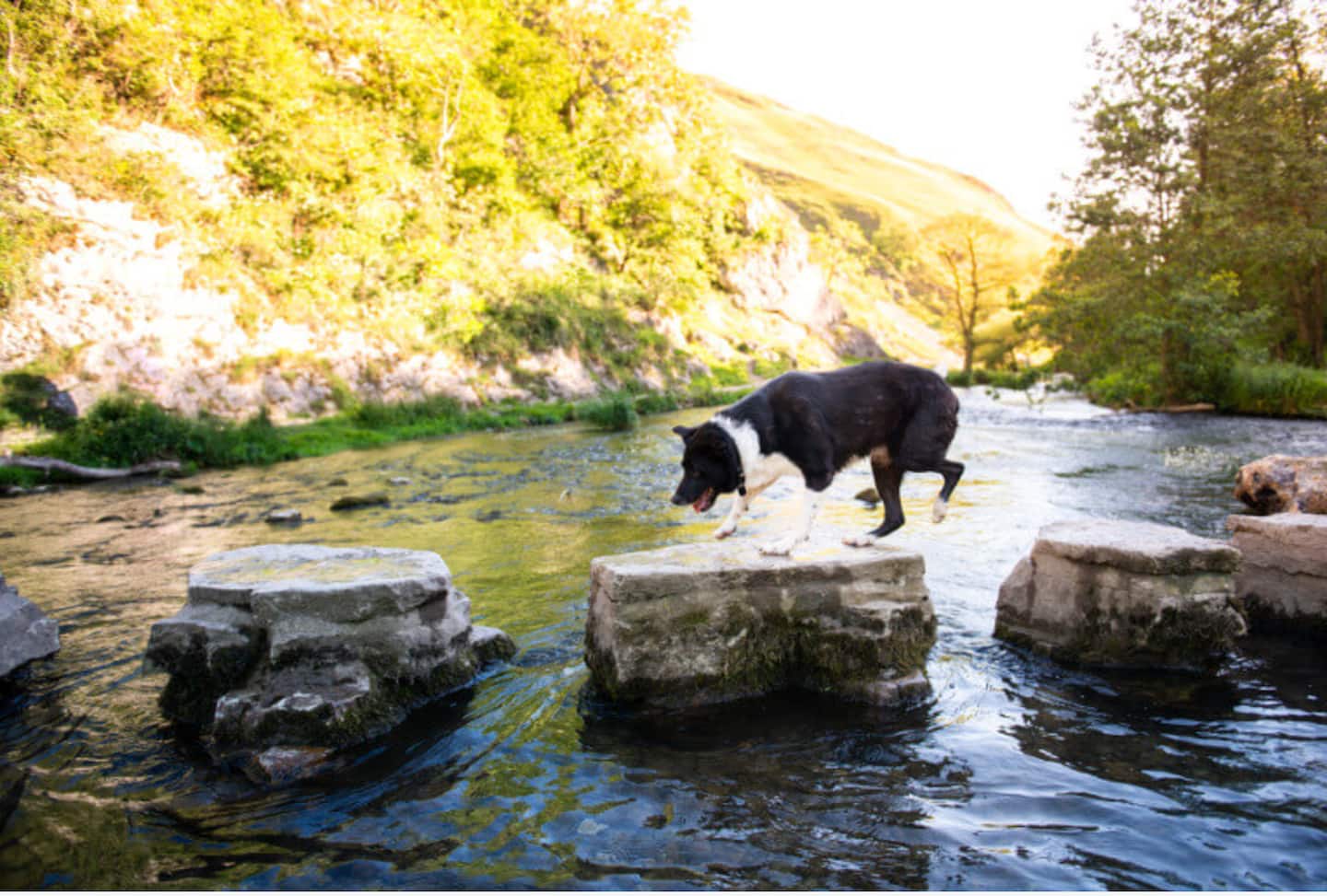 Amazing countryside to hike with your dogs
